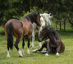 Taking a Roll after the Ride to Boundary Hut, Wild Womens Expeditions with Adventure Horse Trekking New Zealand