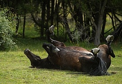 Taking a Roll after the Ride to Boundary Hut, Wild Womens Expeditions with Adventure Horse Trekking New Zealand