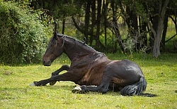 Taking a Roll after the Ride to Boundary Hut, Wild Womens Expeditions with Adventure Horse Trekking New Zealand