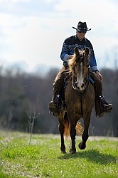 Tennessee Walker Ridden