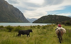 A Bull Decides to Join us on the Ride Out of Dingleburn Station on the Land of the Long White Cloud Ride with Wild Womens Expeditions and Adventure Horse Trekking New Zealand