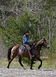 Tennessee Walker Ridden