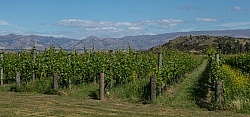 Maude Winery in Wanuka