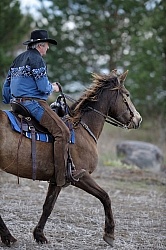 Tennessee Walker Ridden