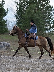 Tennessee Walker Ridden
