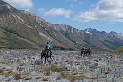 Riding in Ahuriri Conservation Area New Zealand , Wild Women Expeditions with Adventure Horse Trekking New Zealand Riding in Ahuriri Conservation Area New Zealand , Wild Women Expeditions with Adventure Horse Trekking New Zealand