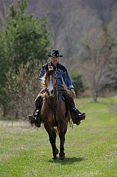 Tennessee Walker Ridden