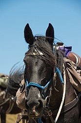 Riding in Ahuriri Conservations Area with Wild Women Expeditions and Adventure Horse Trekking New Zealand