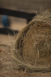 Round Bales of Hay
