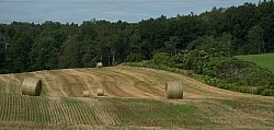 Round Bales of Hay