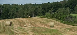 Round Bales of Hay