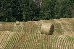 Round Bales of Hay