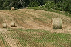 Round Bales of Hay