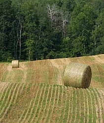 Round Bales of Hay