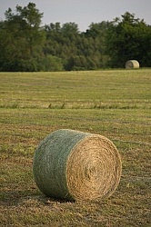 Round Bales of Hay