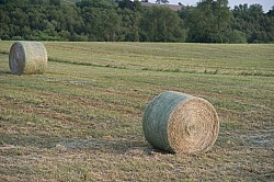 Round Bales of Hay
