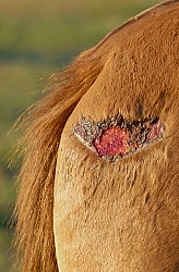 Surface Wound