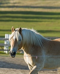 Fencing Electro Braid