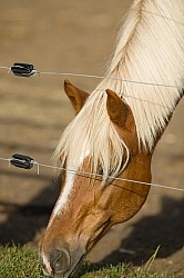 Fencing Electro Braid