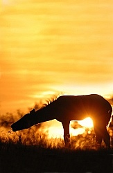 Foal at Sunset 