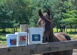 Joint Supplements Joint Supplements