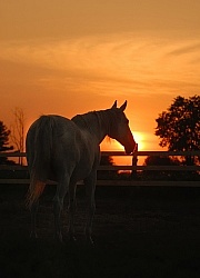 Thoroughbred at Sunset