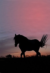 Nokota Horse at Sunset 