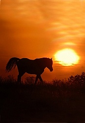 Nokoat Horse at Sunset 