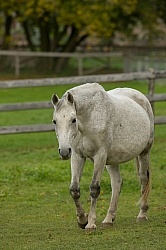 Pregnant mare