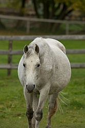 Pregnant mare