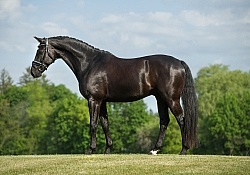 Westfalen Conformation