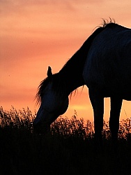 Nokota Horse Sunset Silhouette
