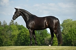 Westfalen Conformation