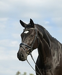 Westfalen Portrait Westfalen Portrait