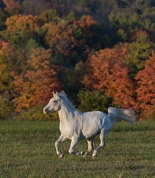Morab  Morgan  Arabian Cross  Free Running