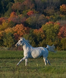 Morab  Morgan  Arabian Cross  Free Running