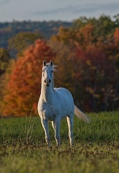 Morab  Morgan  Arabian Cross  Free Running