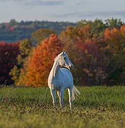 Morab  Morgan  Arabian Cross  Free Running