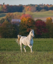 Morab  Morgan  Arabian Cross  Free Running