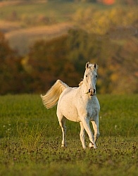 Morab  Morgan  Arabian Cross  Free Running
