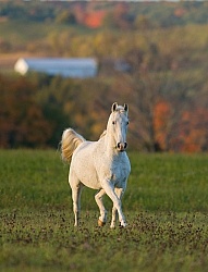 Morab  Morgan  Arabian Cross  Free Running
