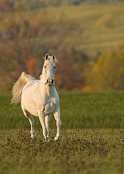 Morab  Morgan  Arabian Cross  Free Running