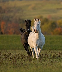 Morab  Morgan  Arabian Cross  Free Running