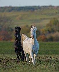 Morab  Morgan  Arabian Cross  Free Running