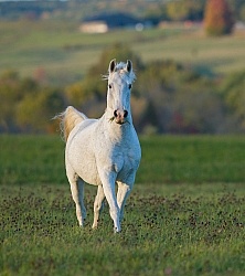 Morab  Morgan  Arabian Cross  Free Running