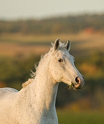 Morab  Morgan  Arabian Cross  Free Running