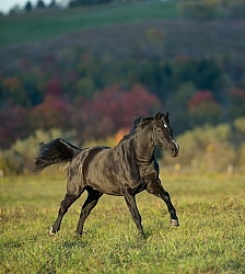 Morgan Free Running in fall