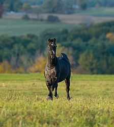 Morgan Free Running in fall