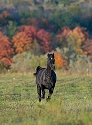 Morgan Free Running in fall