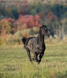 Morgan Free Running in fall